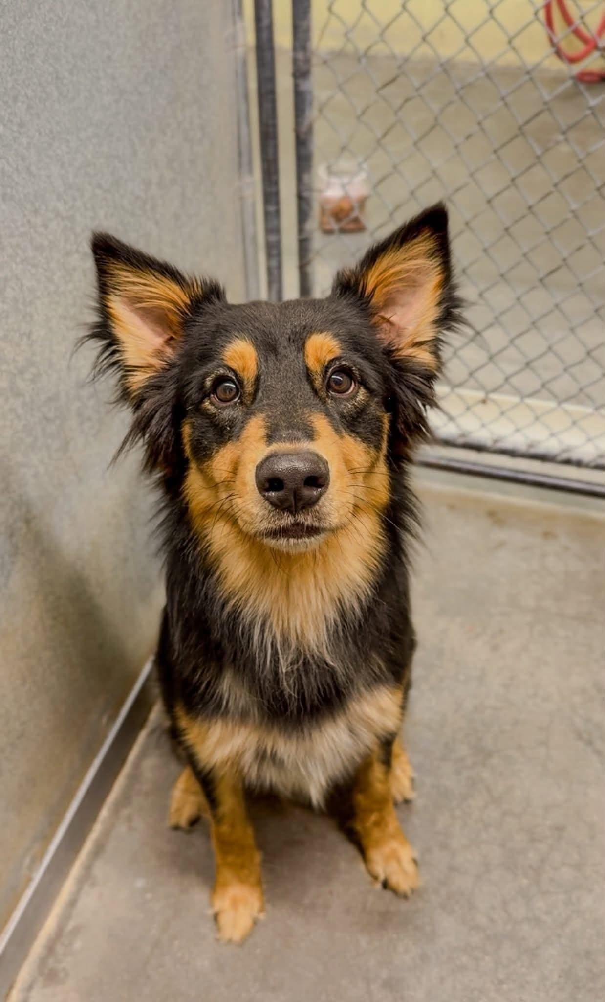 Indiana *Help! I need a foster home!*, Adoptable, Adult Male Australian Shepherd.