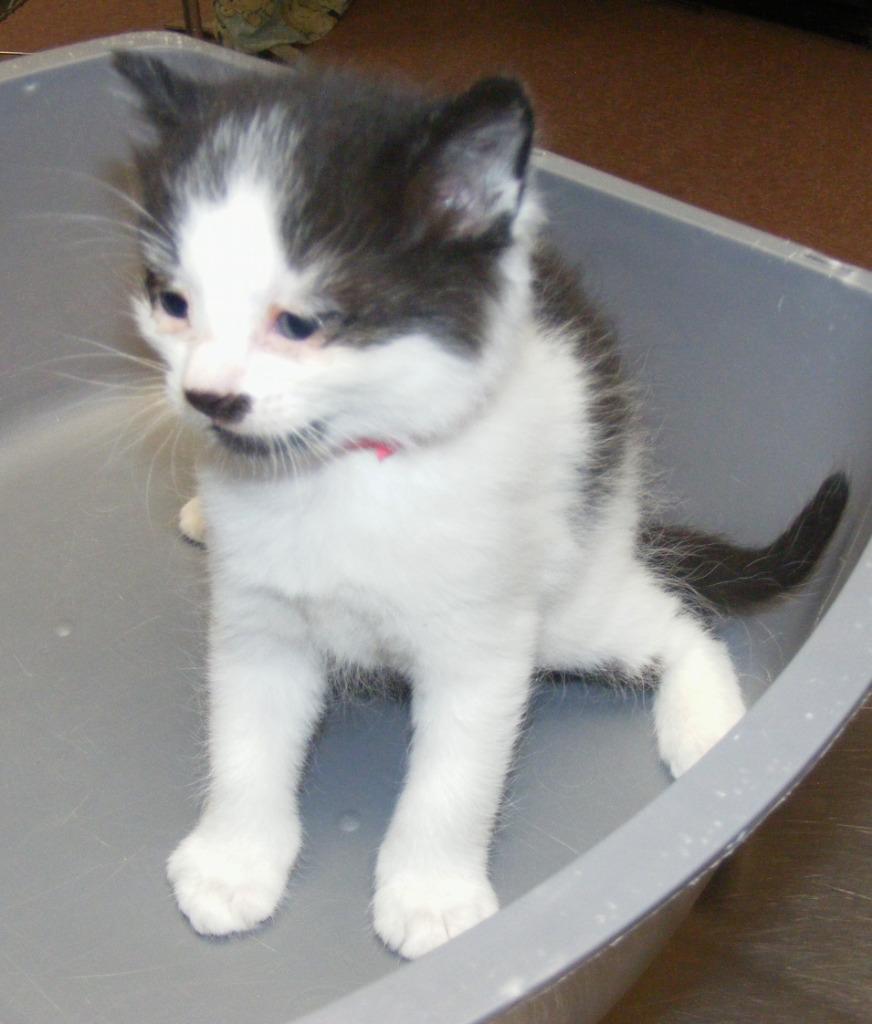 Reina, Adoptable, Adult Female Domestic Short Hair.