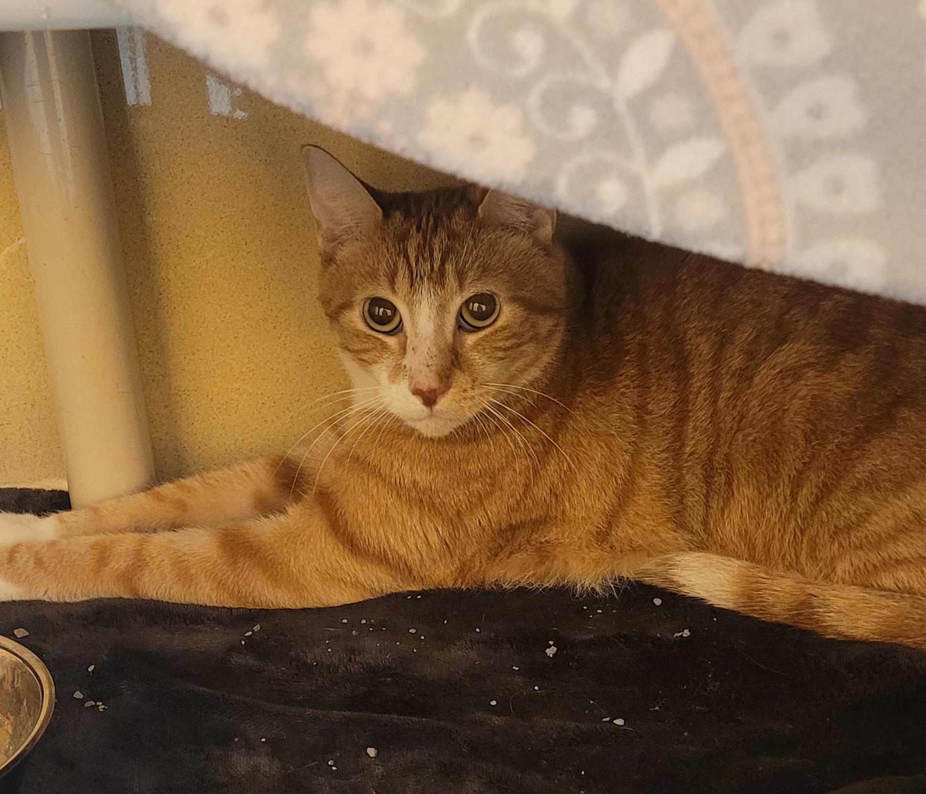 Enlarge Carrington, a Adoptable Domestic Short Hair in St. Joseph, MI image 1/1