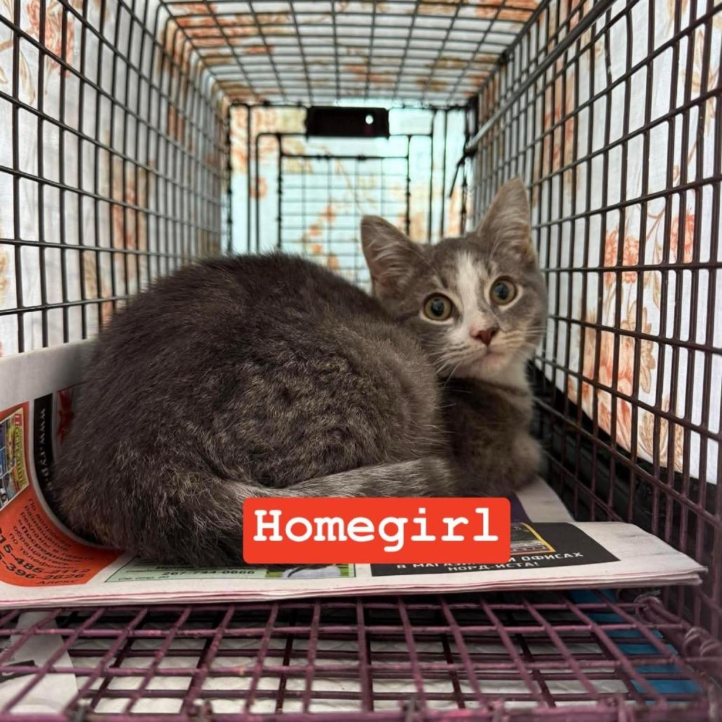 Homegirl, Adoptable, Kitten Female Domestic Short Hair.