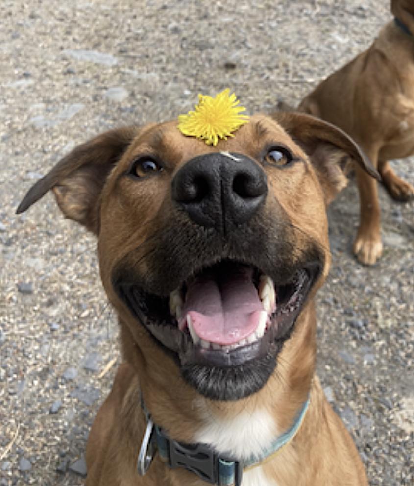 Enlarge Mila, a Adoptable mixed breed in Wrangell, AK image 2/6