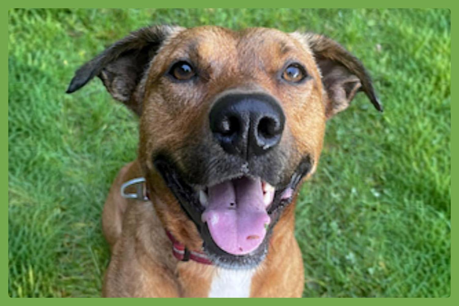 Mila, Adoptable, Adult Female Labrador Retriever & Australian Cattle Dog / Blue Heeler.