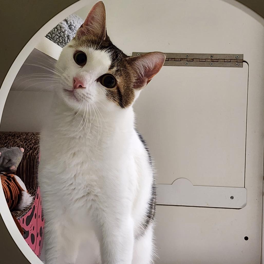 Sage, Adoptable, Young Male Domestic Short Hair.