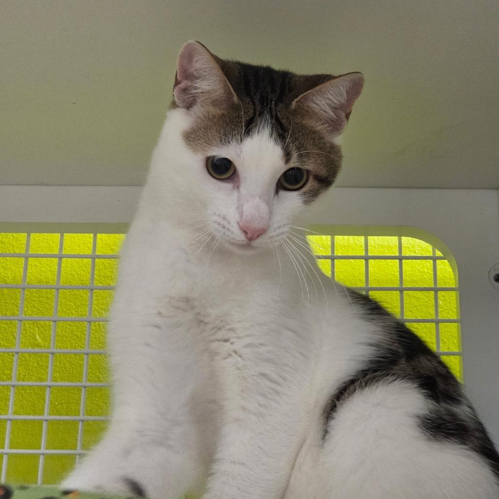 Sage, a Adoptable Domestic Short Hair in Katy, TX image 2/5