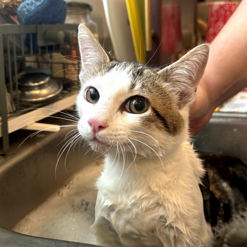 Sage, a Adoptable Domestic Short Hair in Katy, TX image 3/5