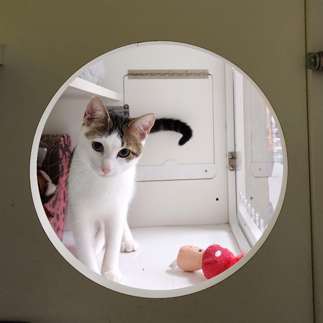 Sage, a Adoptable Domestic Short Hair in Katy, TX image 4/5
