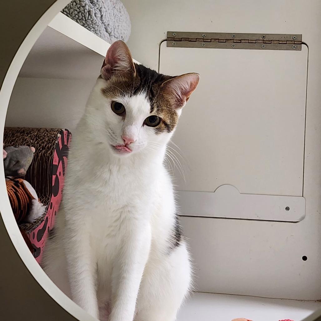 Sage, a Adoptable Domestic Short Hair in Katy, TX image 5/5
