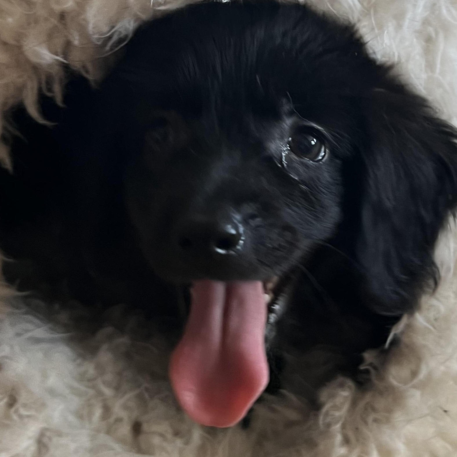 Duke, Adopted, Young Male Newfoundland Dog & Golden Retriever.