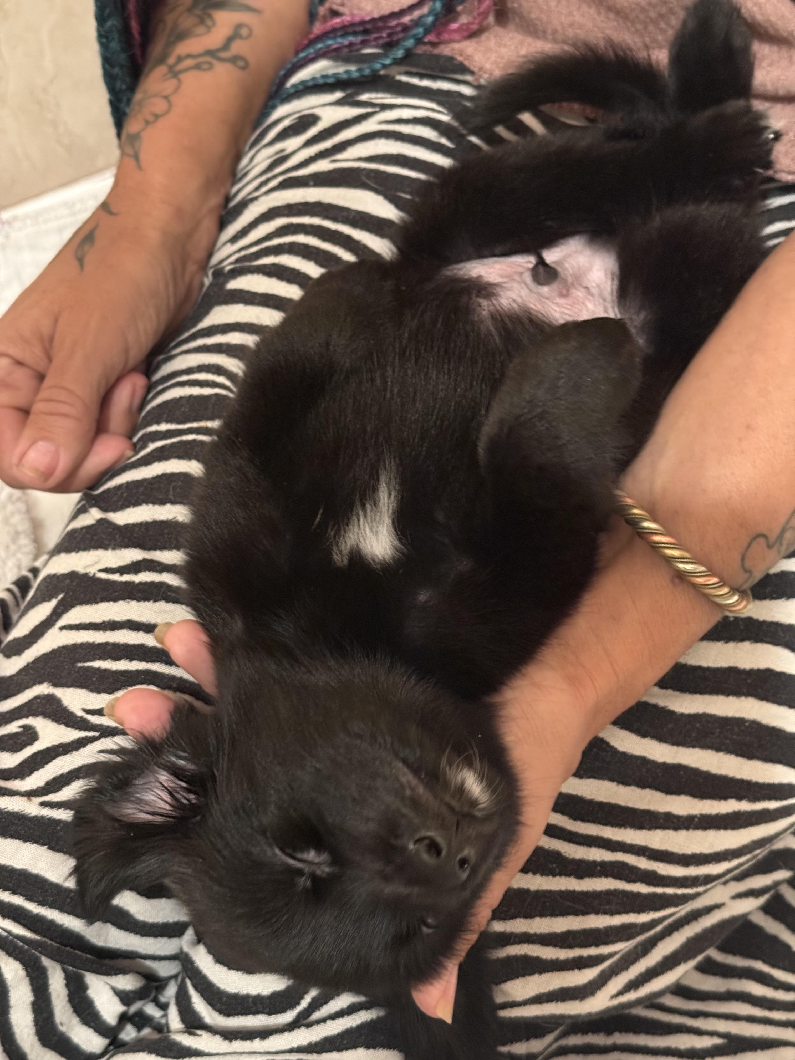 Enlarge Duke, a Adopted mixed breed in Palm Desert, CA image 2/2