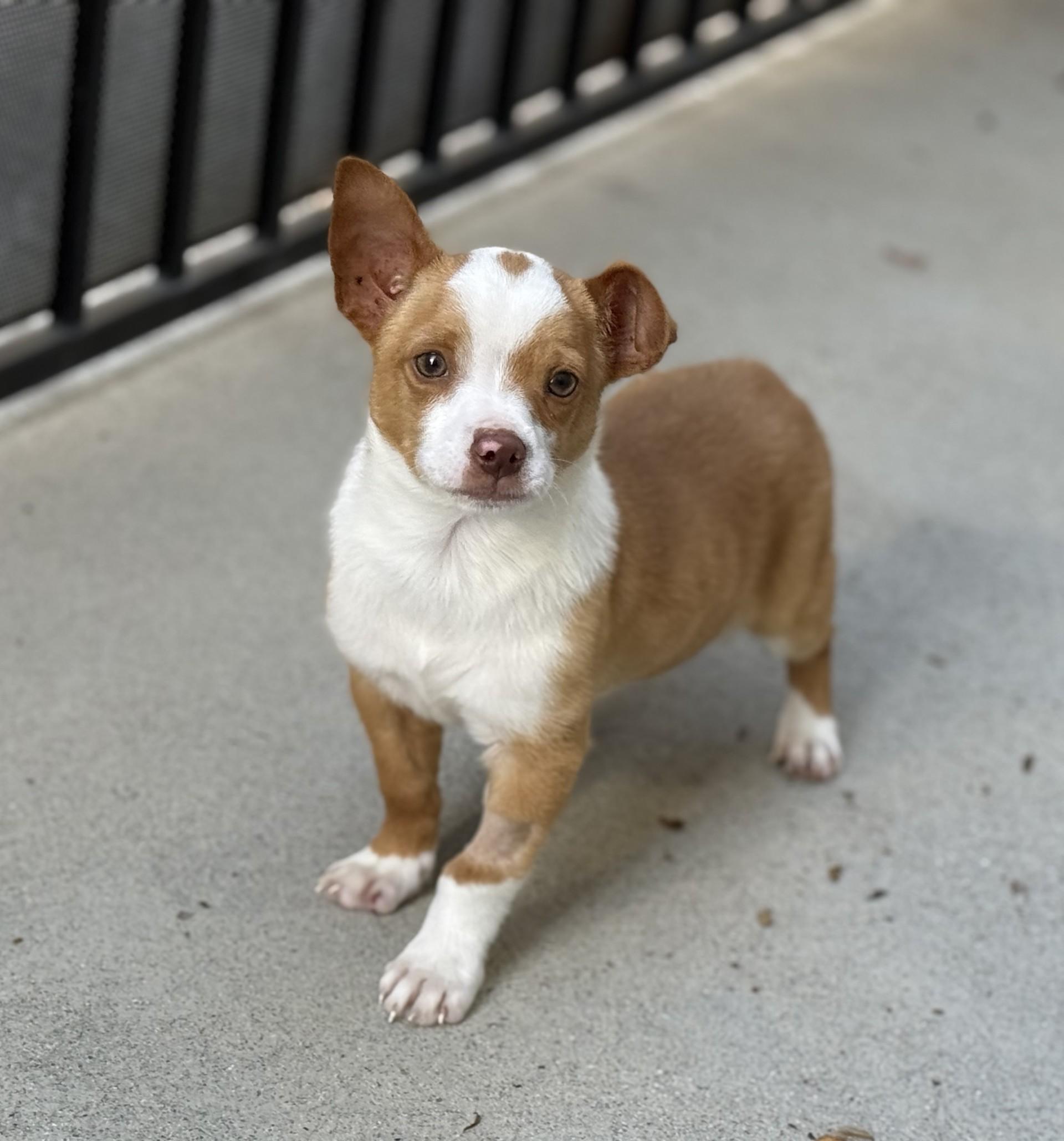 Enlarge Dayton, an adopted mixed breed in Los Alamitos, CA image 4/6
