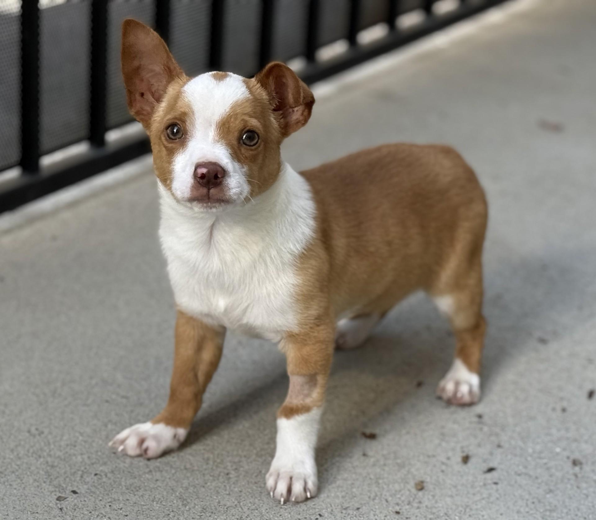 Dayton, adopted, Puppy Male Chihuahua & Dachshund.