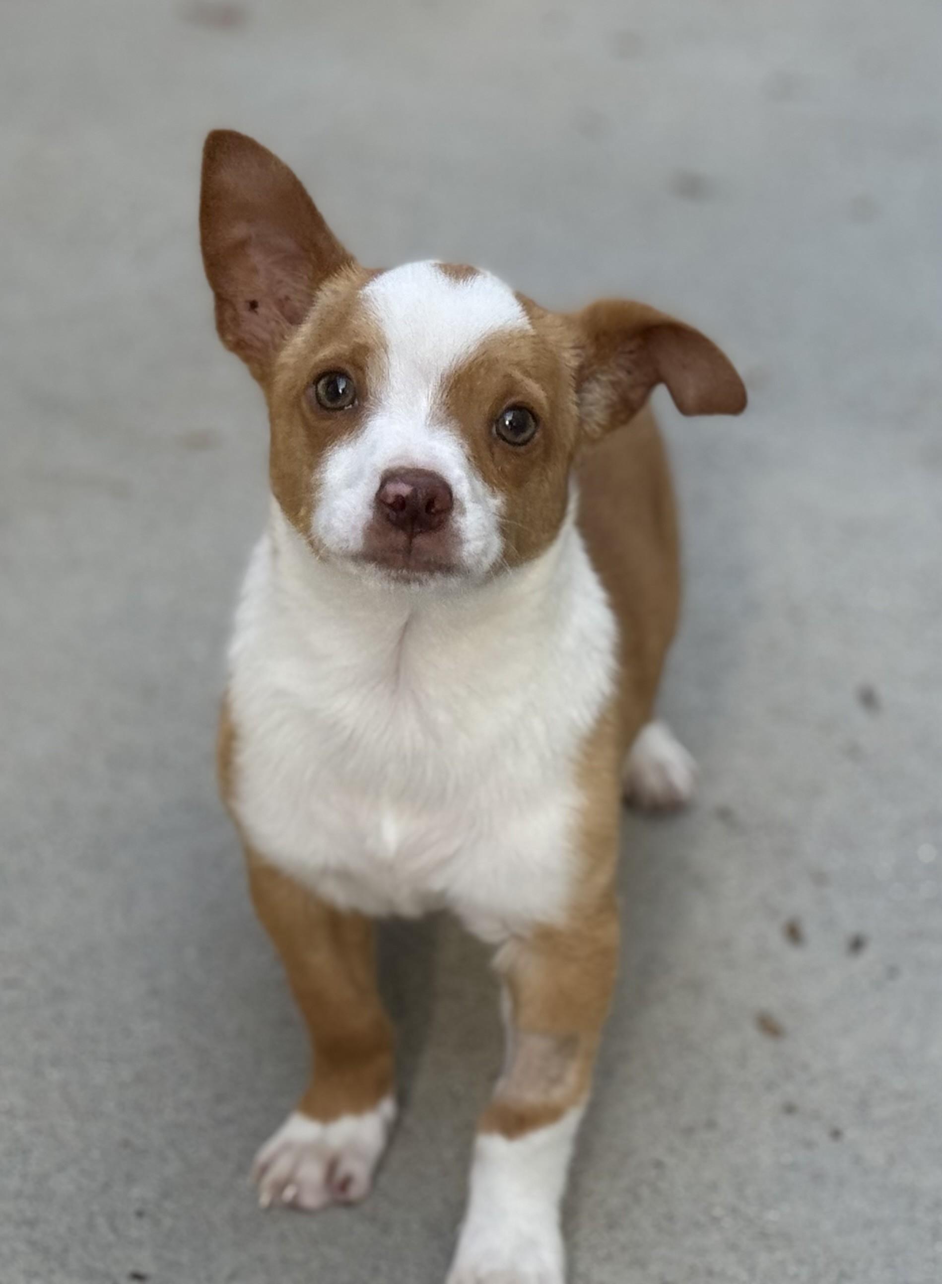 Enlarge Dayton, an adopted mixed breed in Los Alamitos, CA image 5/6