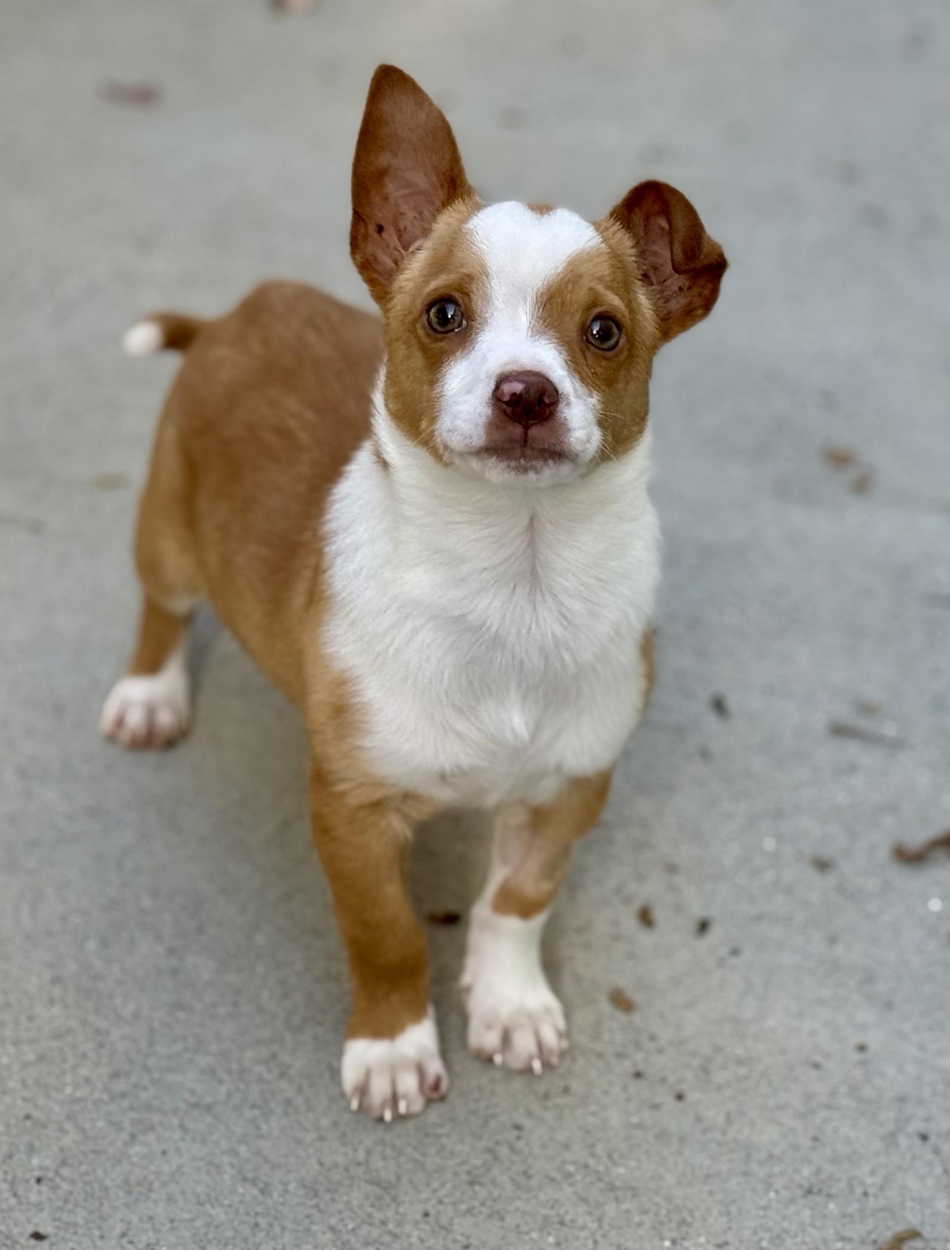 Enlarge Dayton, an adopted mixed breed in Los Alamitos, CA image 2/6