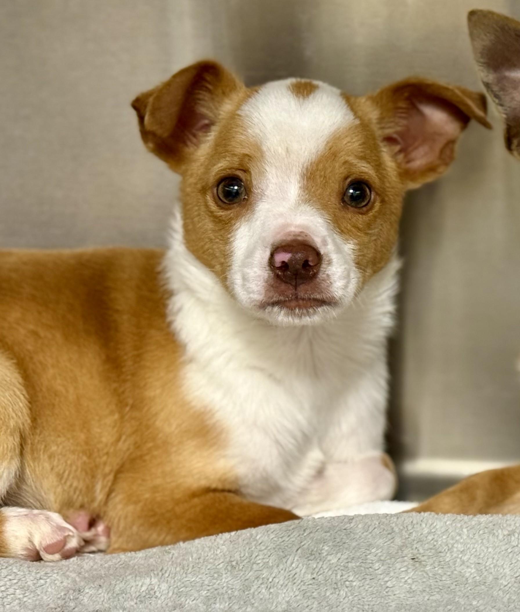 Enlarge Dayton, an adopted mixed breed in Los Alamitos, CA image 3/6