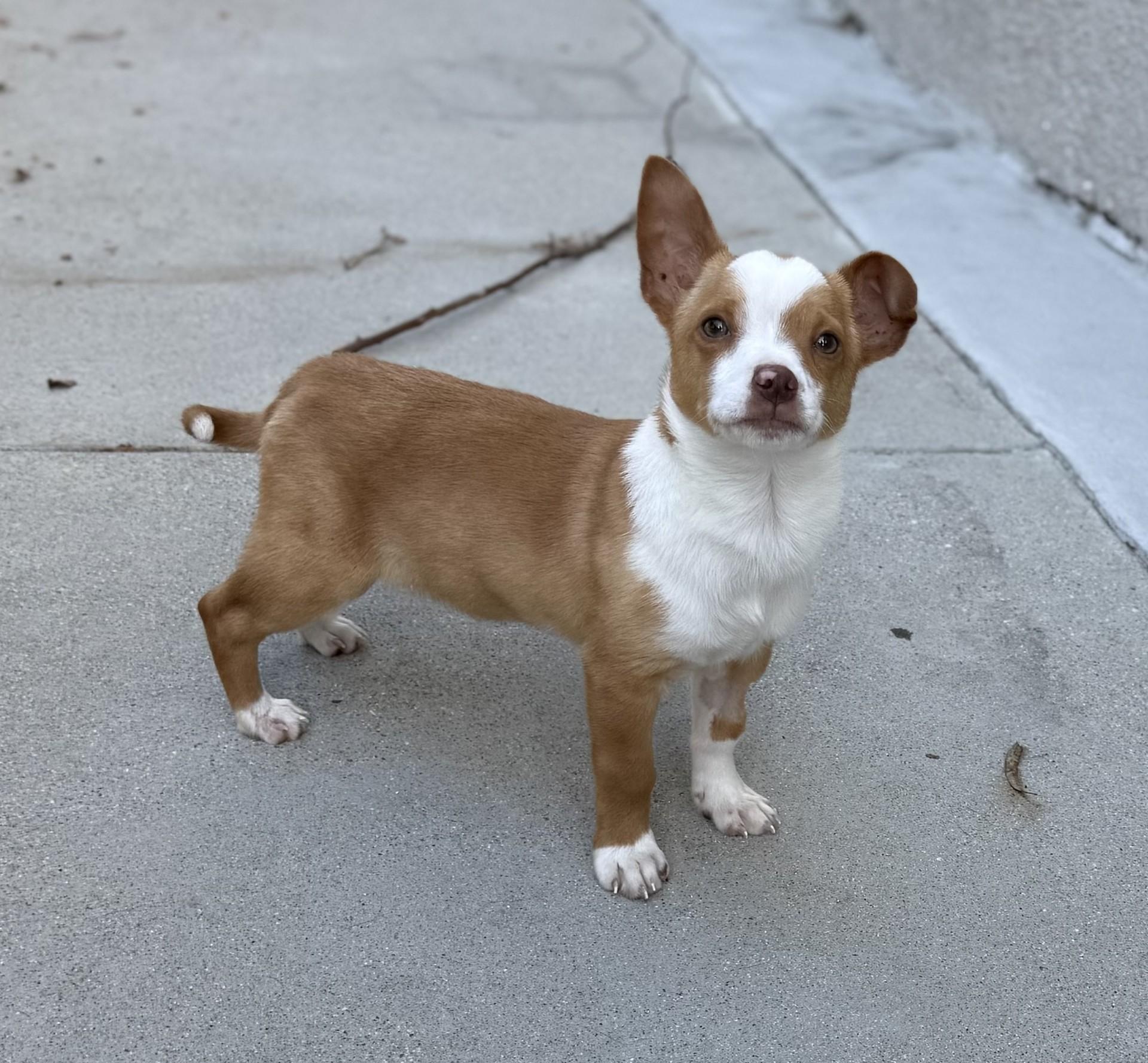 Enlarge Dayton, an adopted mixed breed in Los Alamitos, CA image 6/6