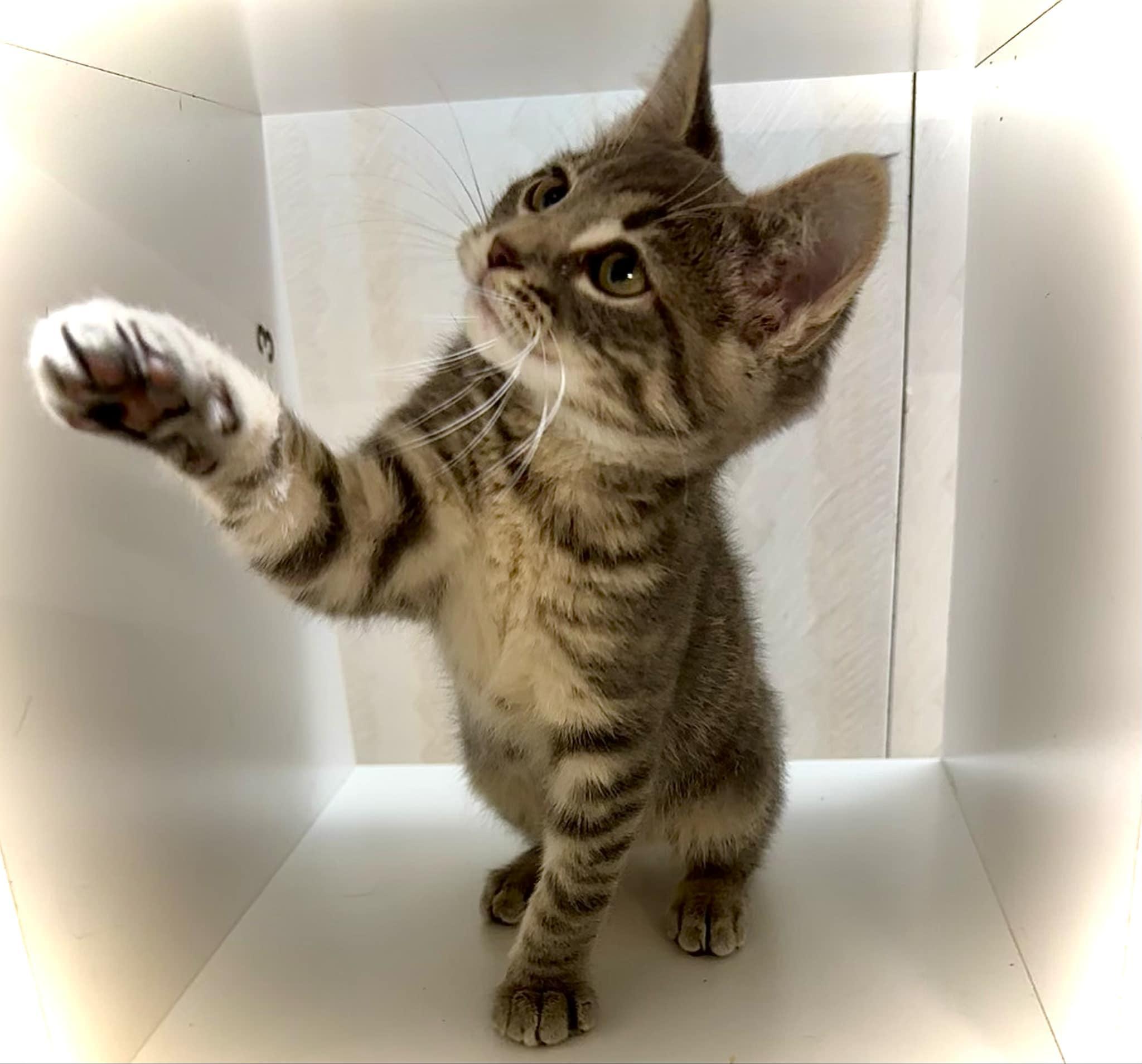 Enlarge Pouncer - adorable kitten, an adopted Domestic Short Hair in Hales Corners, WI image 1/5