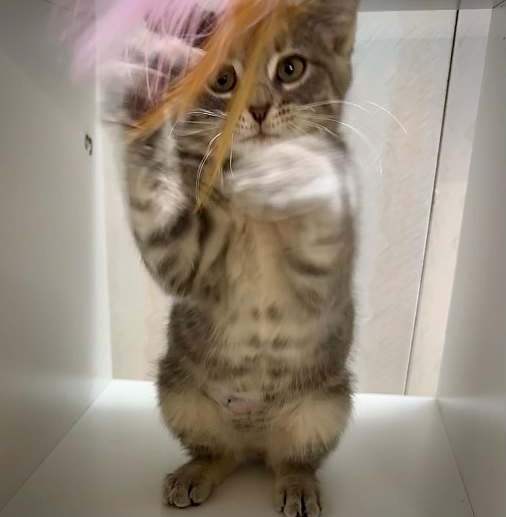 Enlarge Pouncer - adorable kitten, an adopted Domestic Short Hair in Hales Corners, WI image 5/5