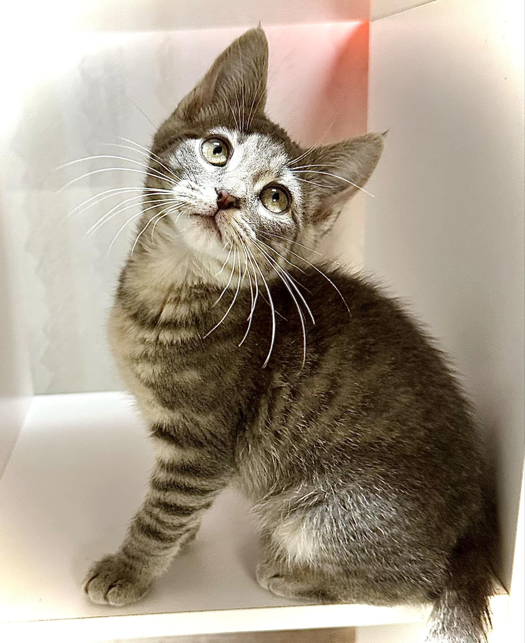 Enlarge Pouncer - adorable kitten, an adopted Domestic Short Hair in Hales Corners, WI image 2/5