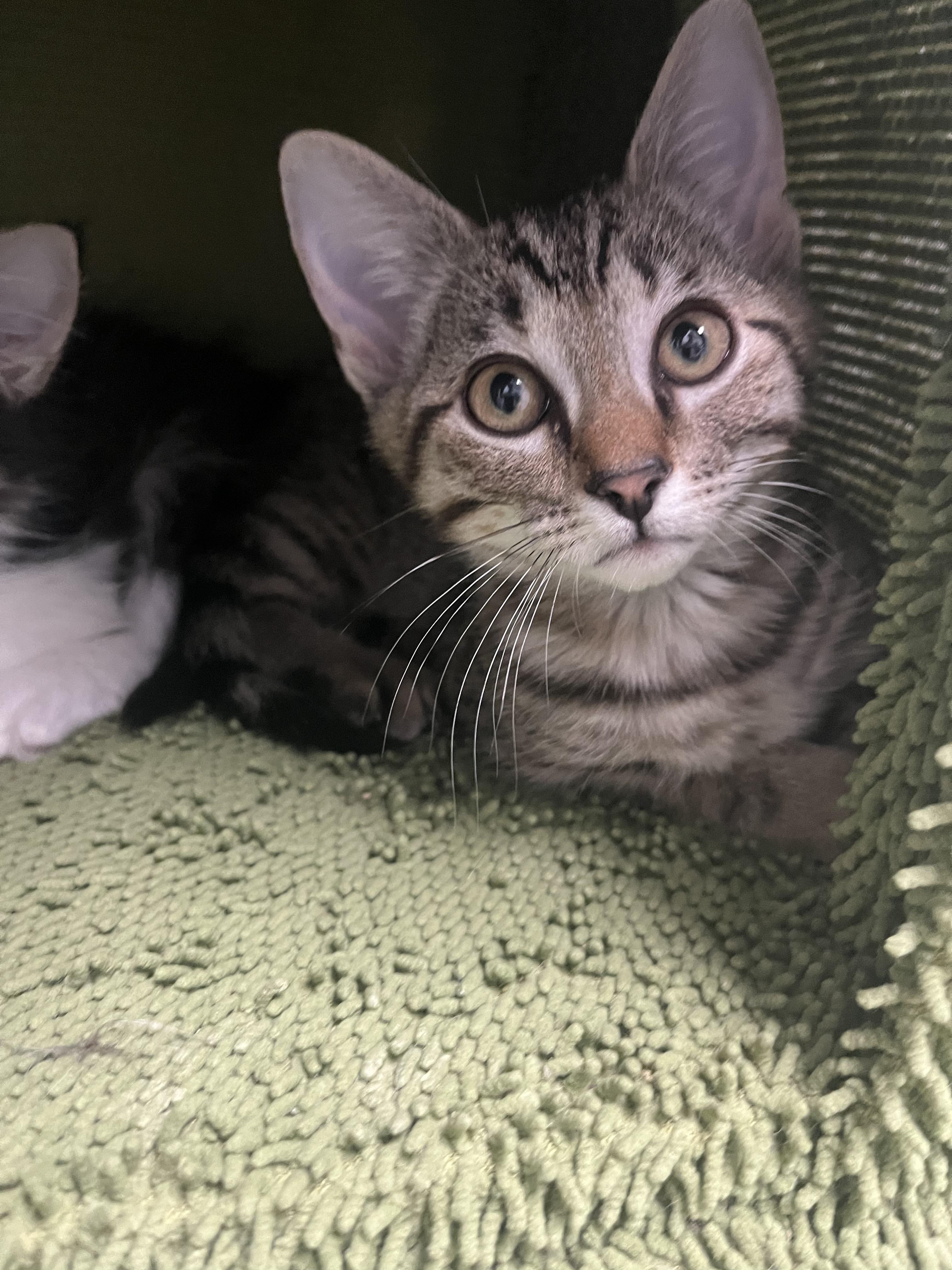 Enlarge Pouncer - adorable kitten, an adopted Domestic Short Hair in Hales Corners, WI image 3/5