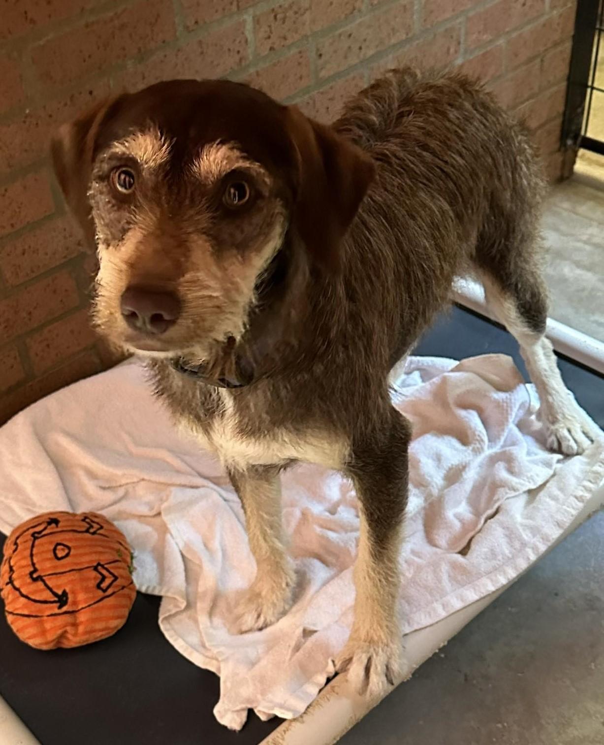 Enlarge Reese, an adopted mixed breed in Meridian, MS image 3/5