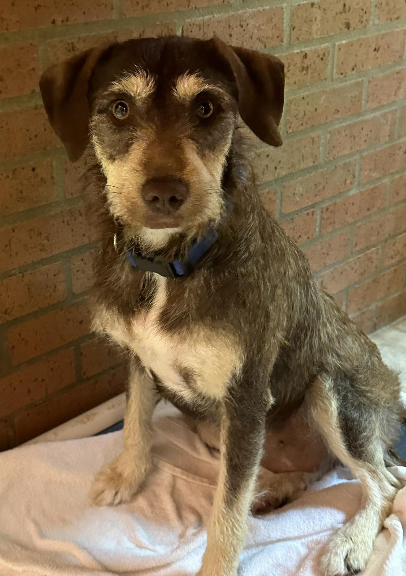 Enlarge Reese, an adopted mixed breed in Meridian, MS image 4/5