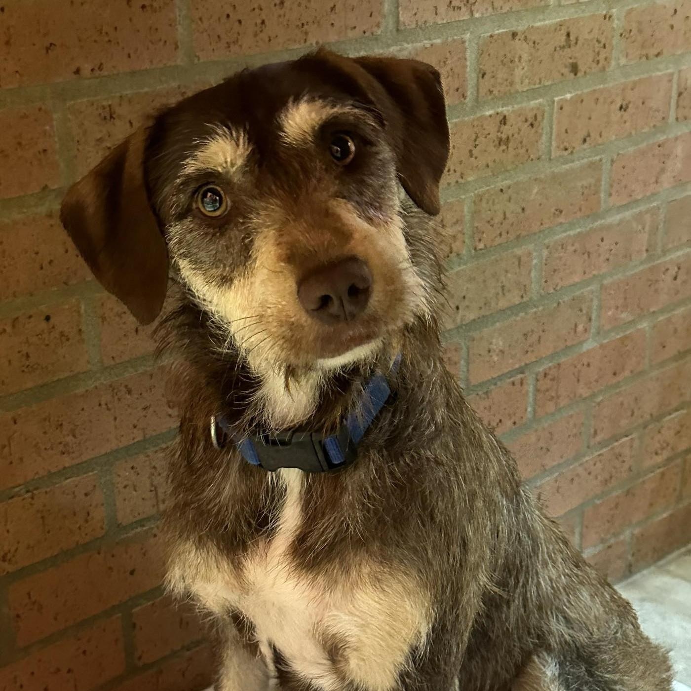 Reese, adopted, Young Female Terrier.