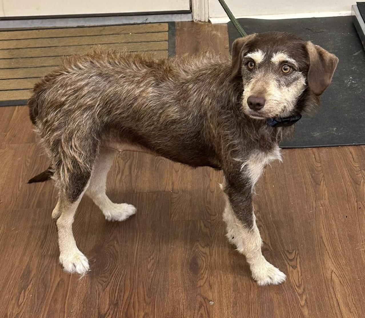 Enlarge Reese, an adopted mixed breed in Meridian, MS image 5/5