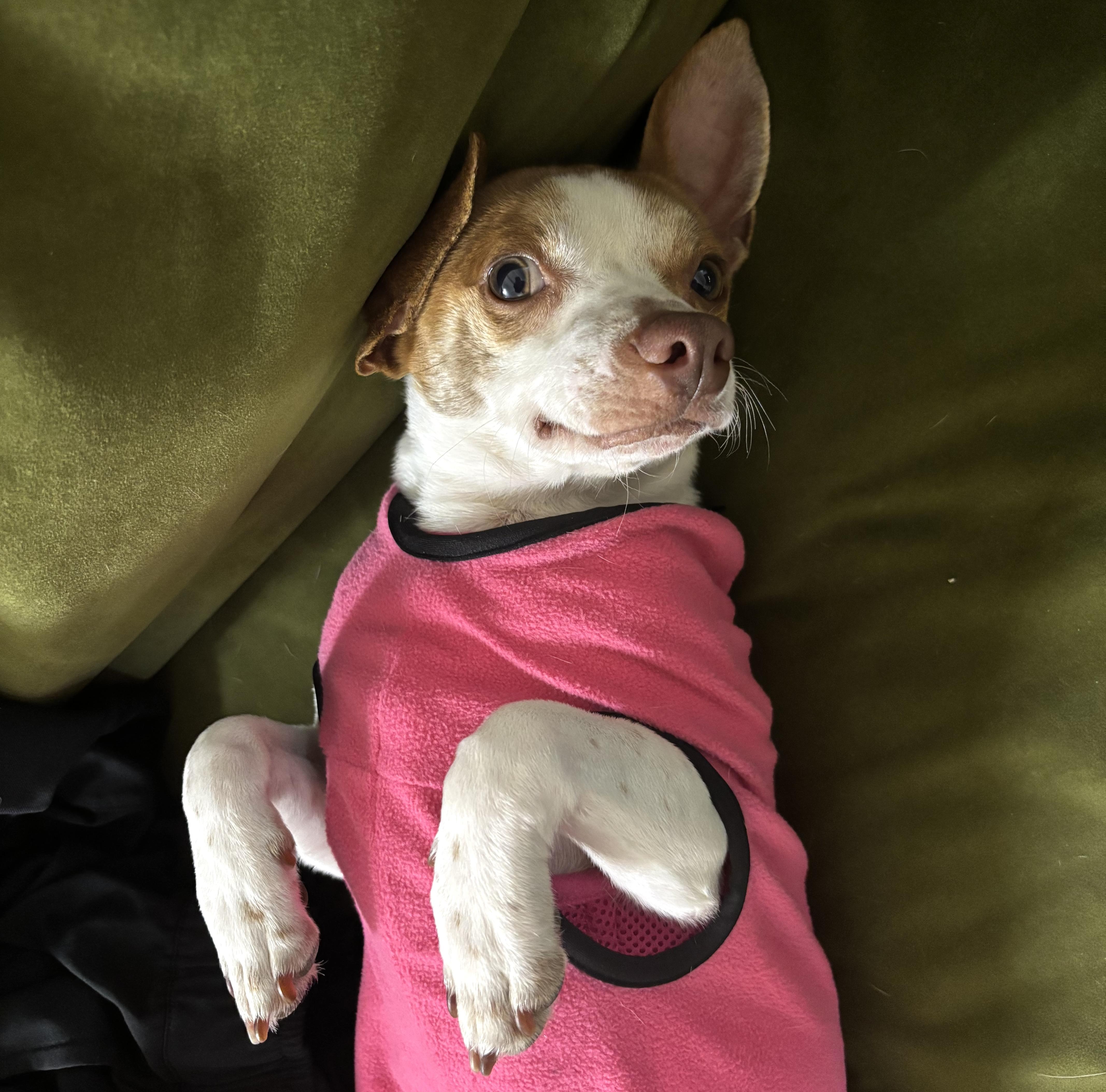 Enlarge Ritz, a Adoptable mixed breed in Brooklyn, NY image 5/5