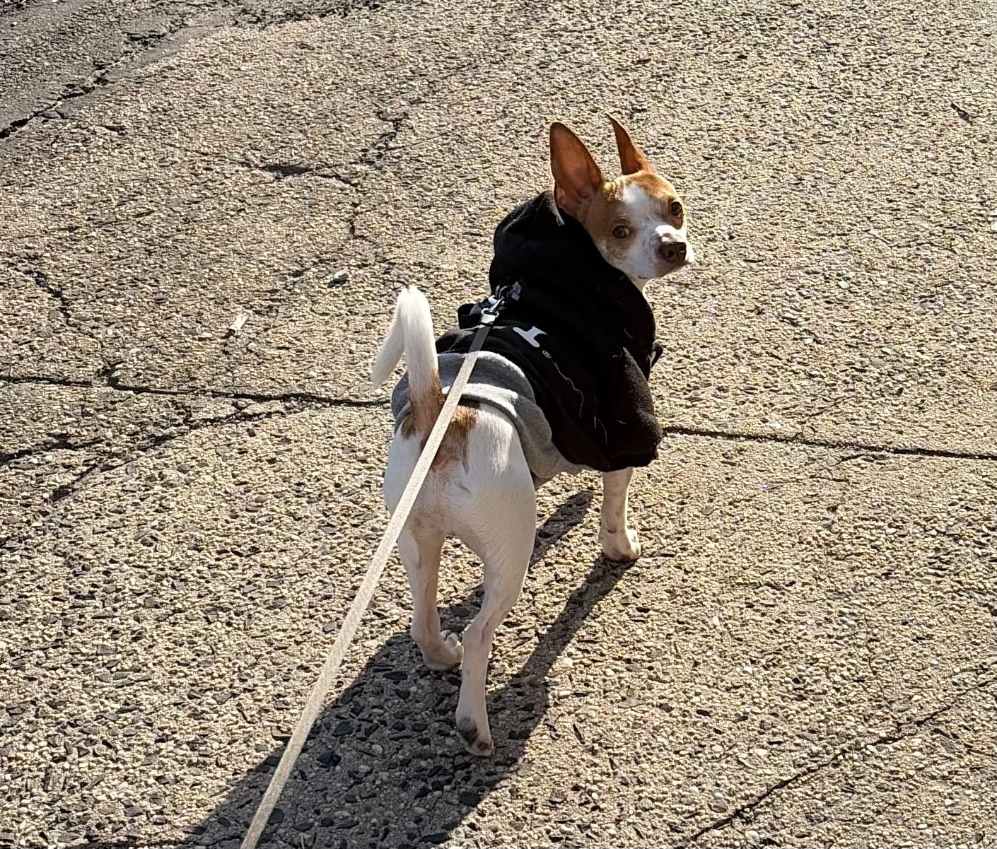Enlarge Ritz, an adopted mixed breed in Brooklyn, NY image 4/6