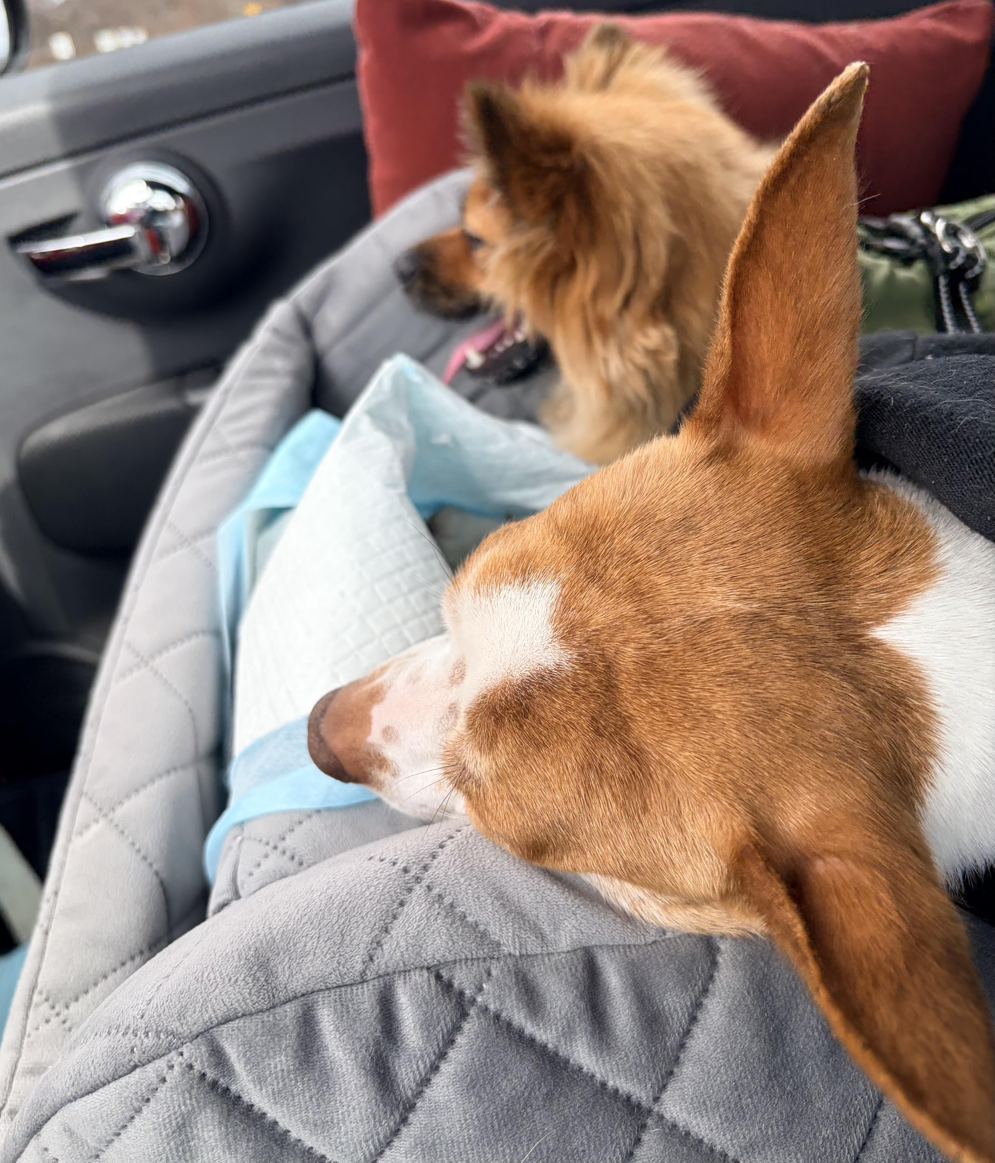 Enlarge Ritz, an adopted mixed breed in Brooklyn, NY image 2/6