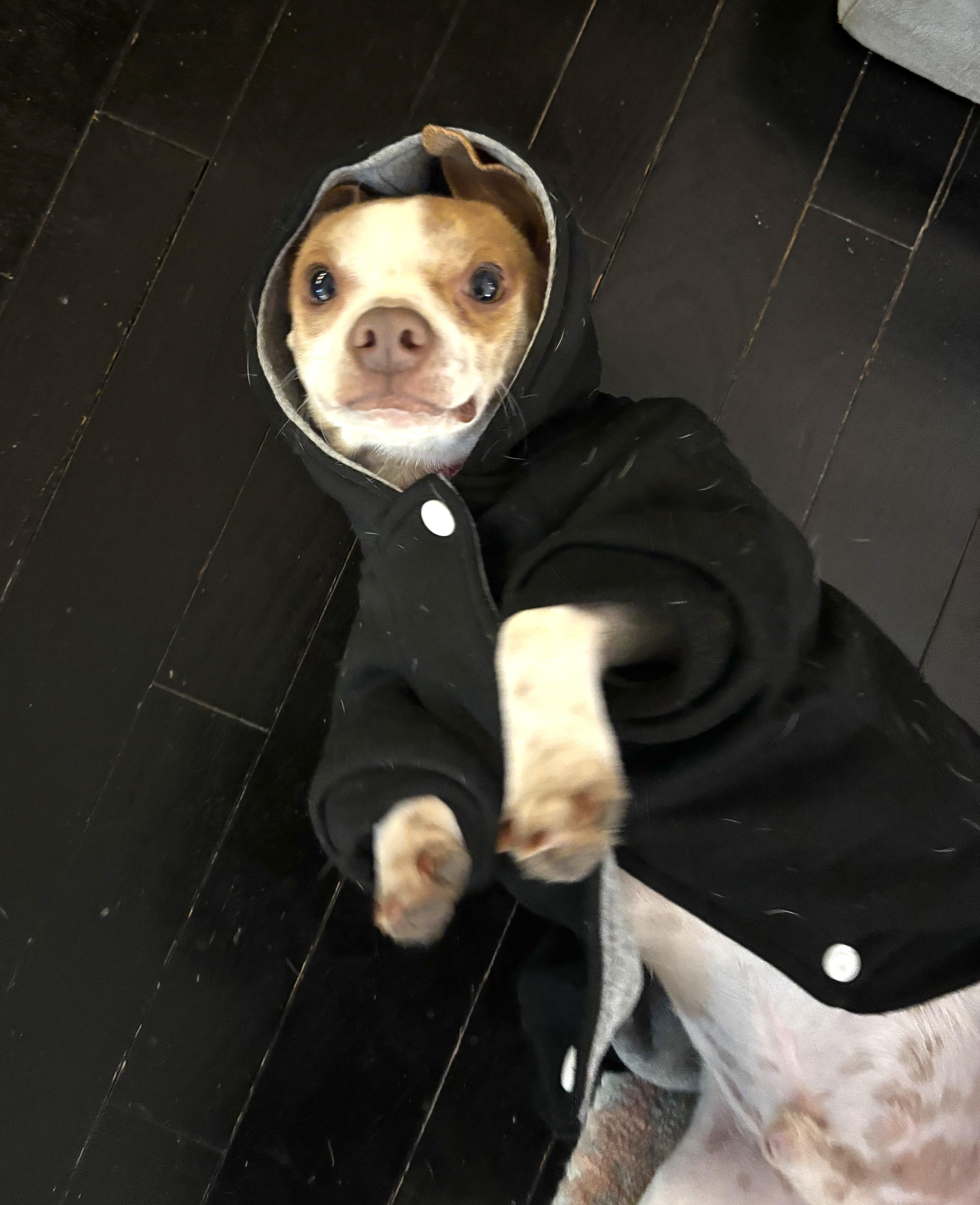 Enlarge Ritz, a Adoptable mixed breed in Brooklyn, NY image 2/5