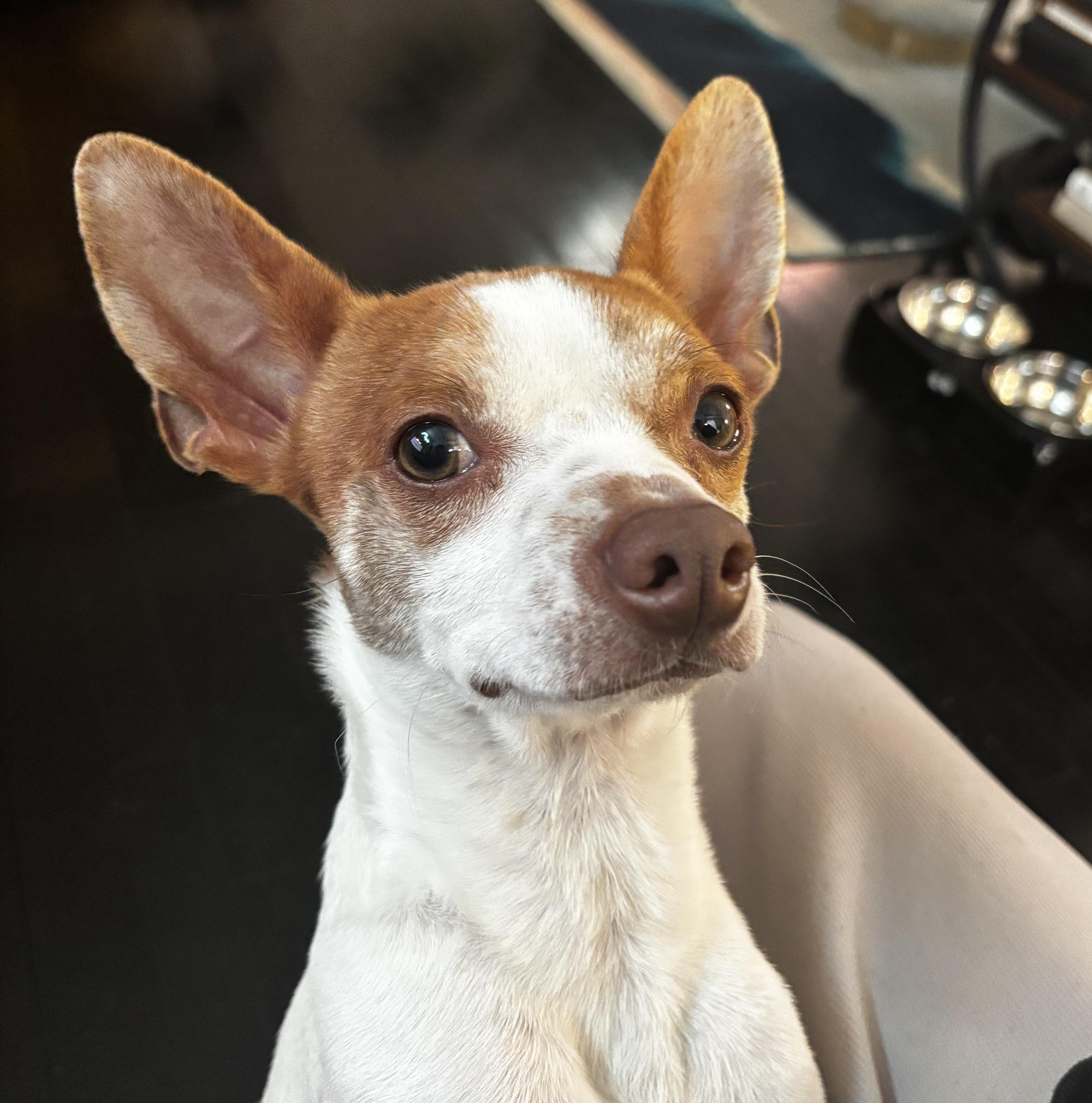 Enlarge Ritz, a Adoptable mixed breed in Brooklyn, NY image 4/5