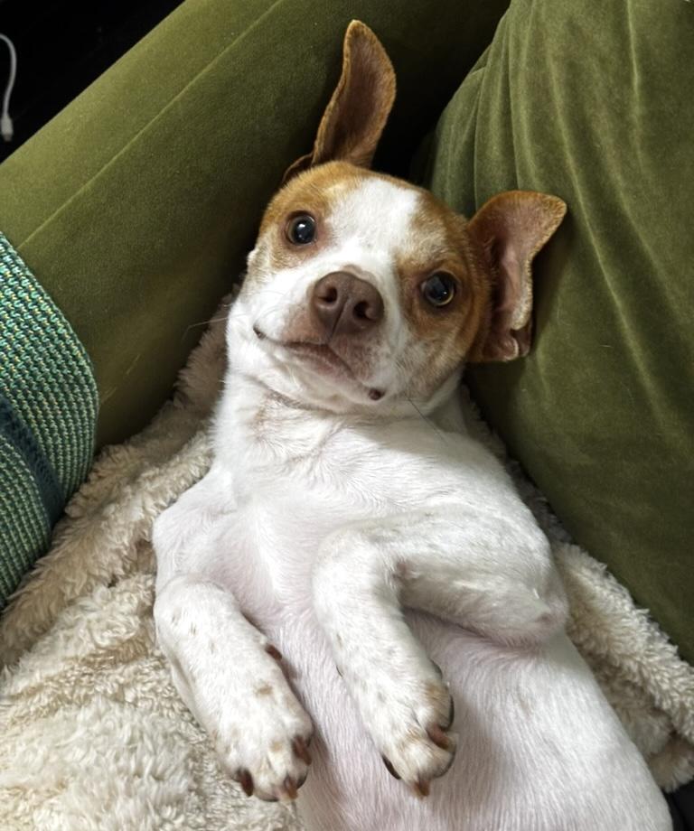 Enlarge Ritz, an adopted mixed breed in Brooklyn, NY image 6/6