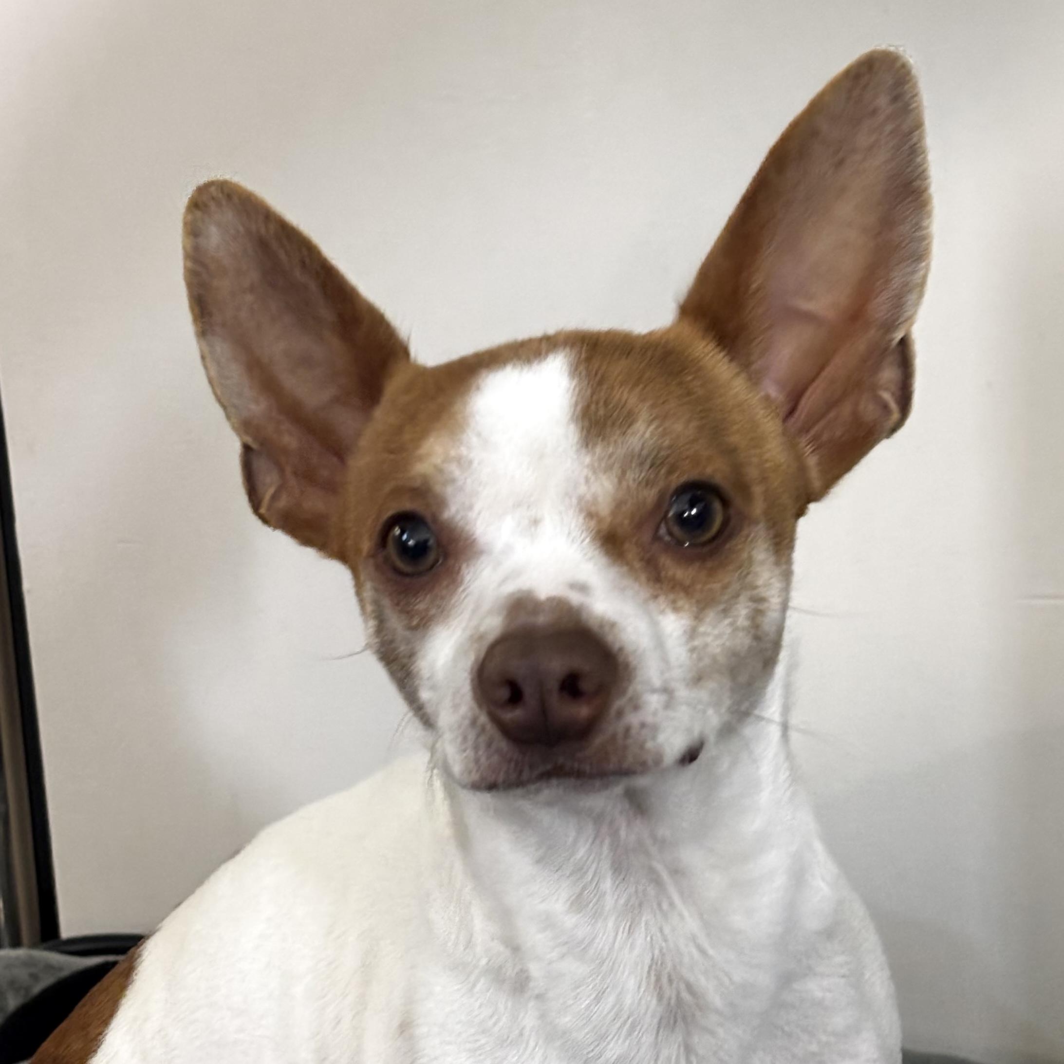 Ritz, Adoptable, Adult Male Chihuahua.