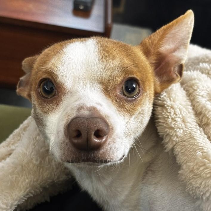 Ritz, Adoptable, Adult Male Chihuahua.