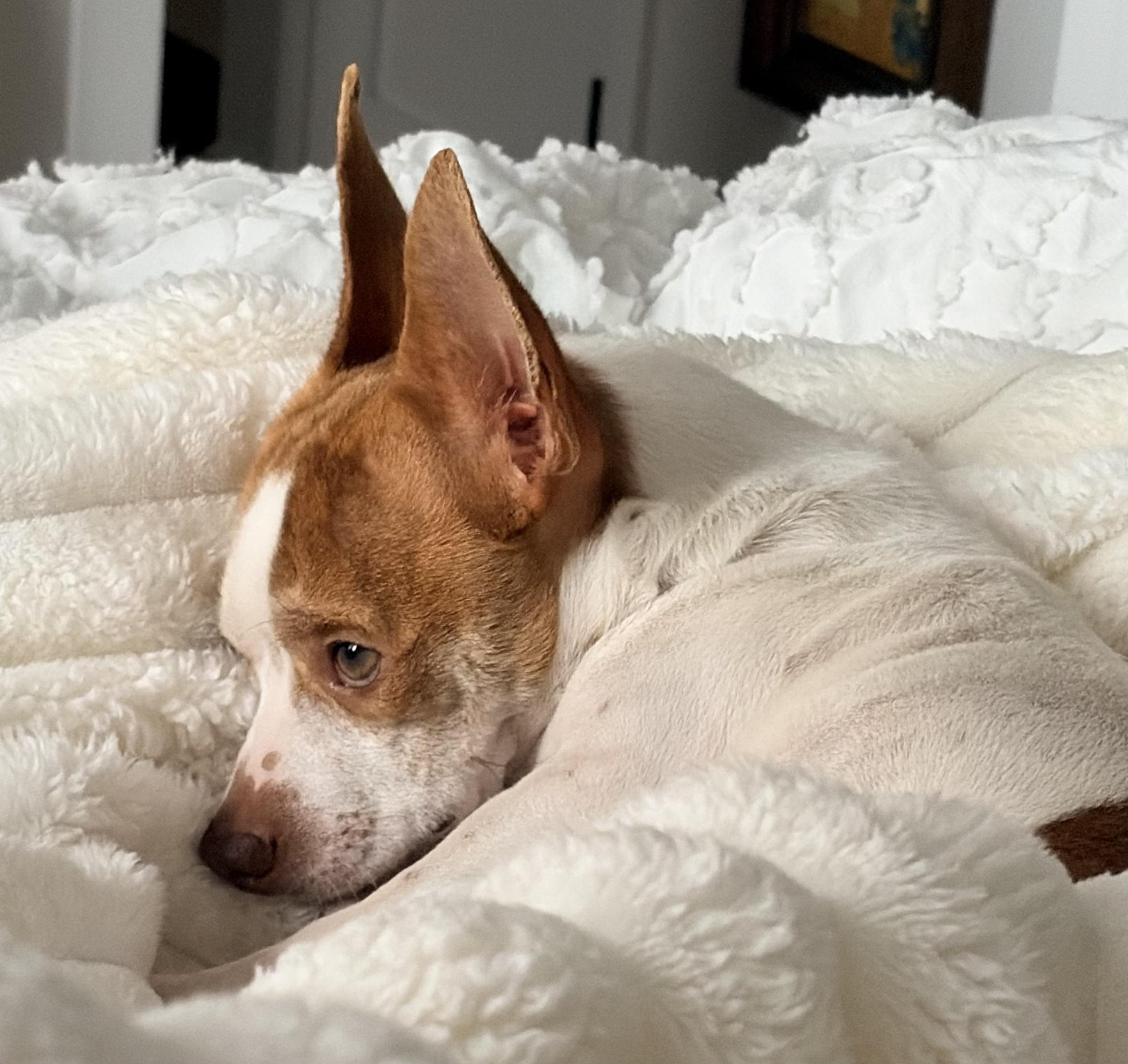 Enlarge Ritz, an adopted mixed breed in Brooklyn, NY image 5/6