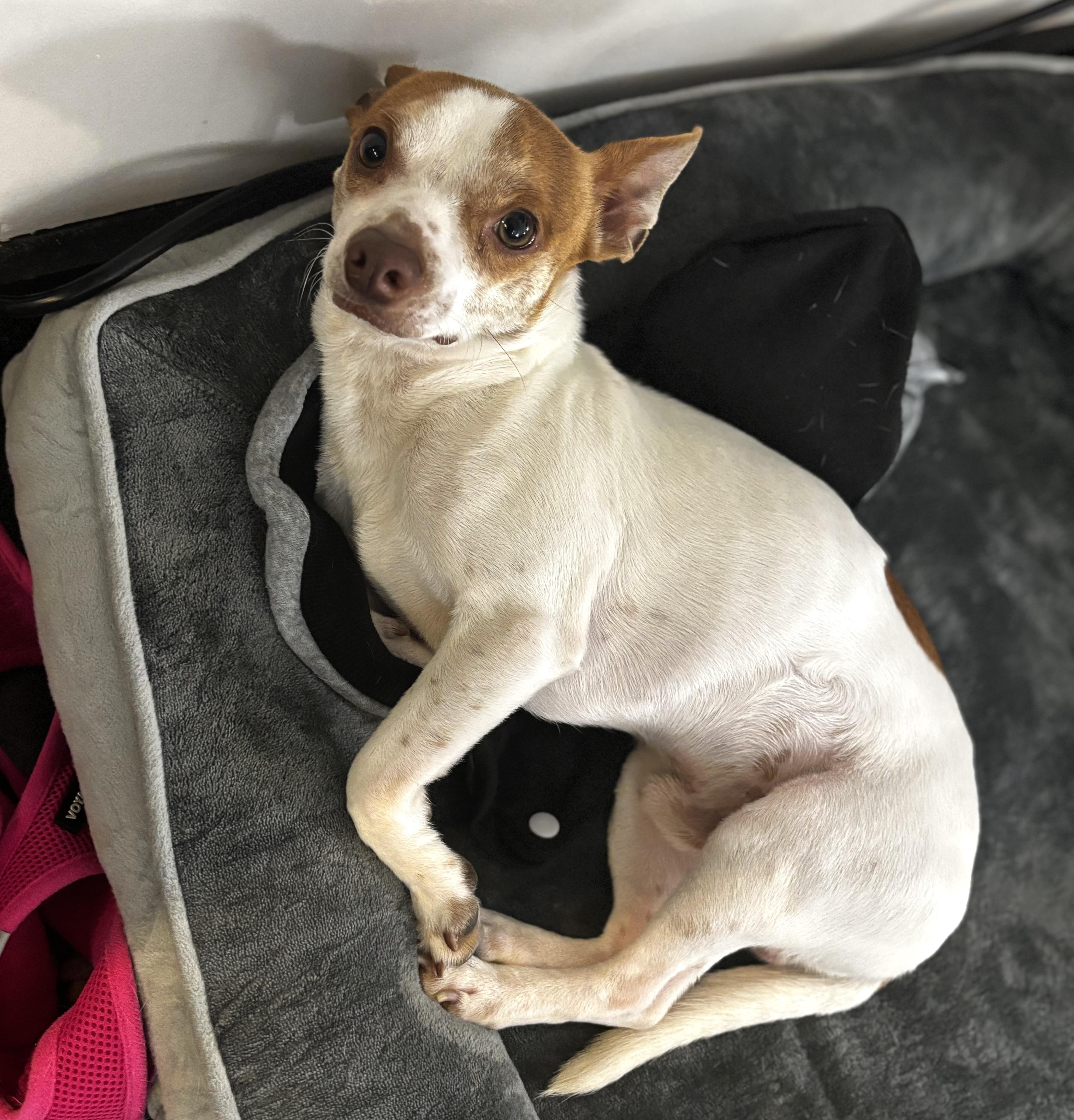 Enlarge Ritz, a Adoptable mixed breed in Brooklyn, NY image 3/5