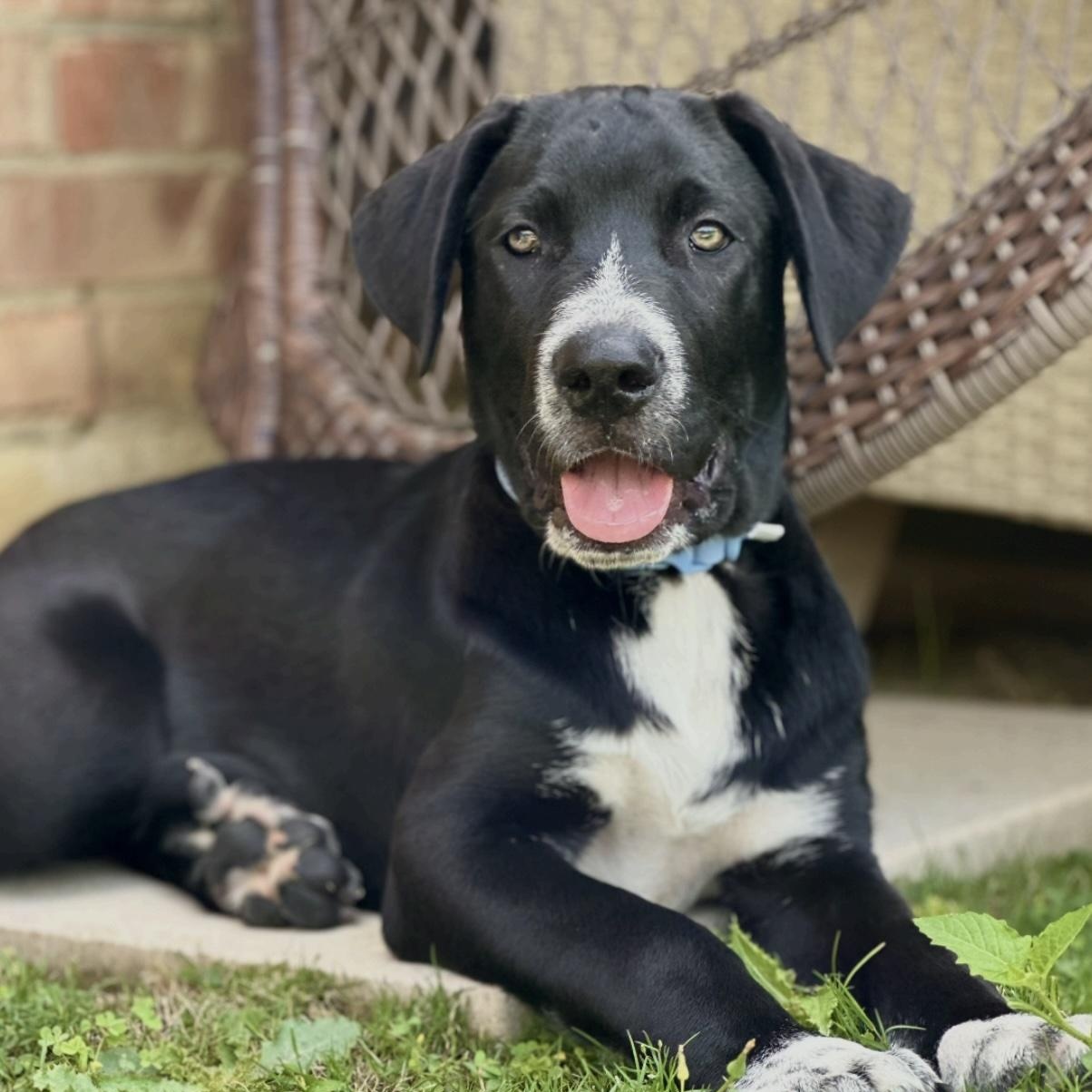 Enlarge Onyx, a ADOPTABLE mixed breed in Cedarburg, WI image 2/5