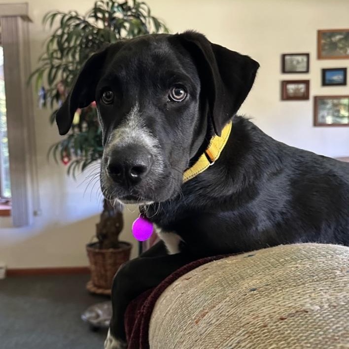 Onyx, ADOPTABLE, Puppy Male Great Pyrenees & Labrador Retriever.