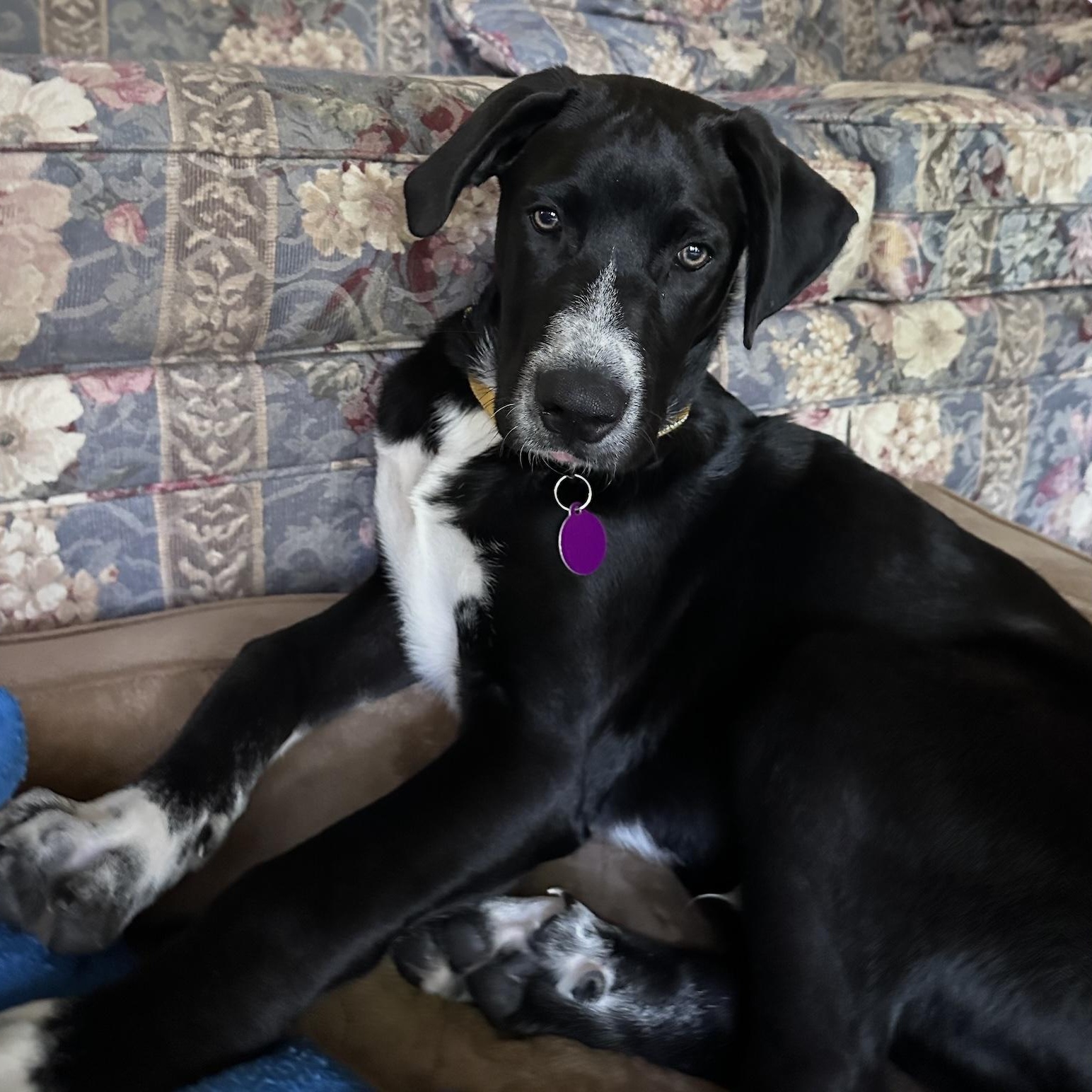 Enlarge Onyx, a ADOPTABLE mixed breed in Cedarburg, WI image 3/5