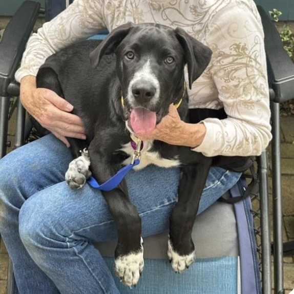 Enlarge Onyx, a ADOPTABLE mixed breed in Cedarburg, WI image 4/5