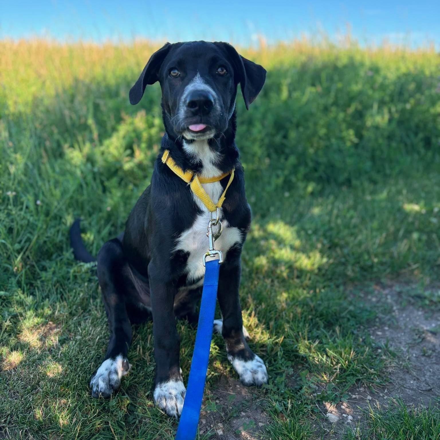 Enlarge Onyx, a ADOPTABLE mixed breed in Cedarburg, WI image 5/5