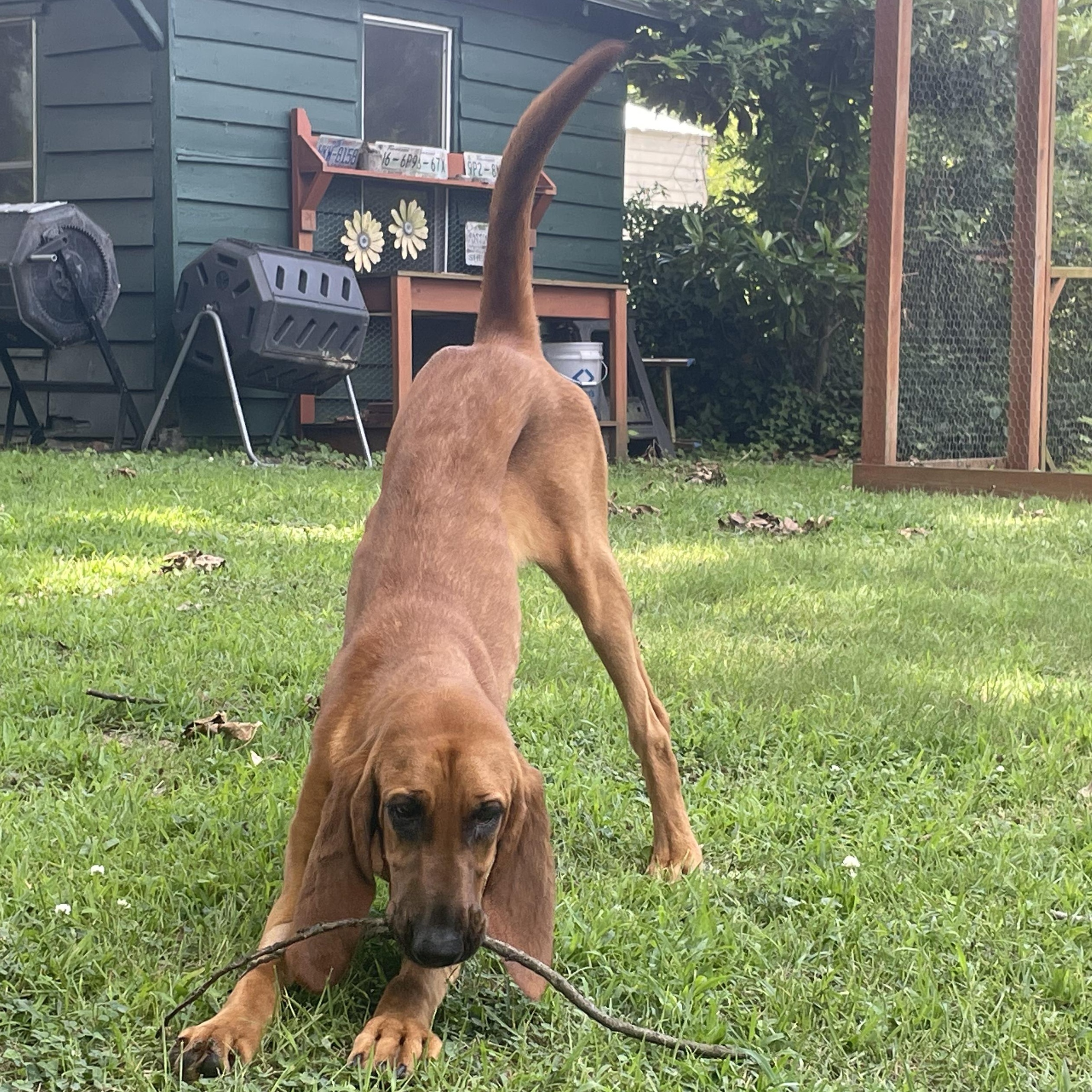 Luann, a ADOPTABLE Bloodhound in Blairstown, NJ image 2/5