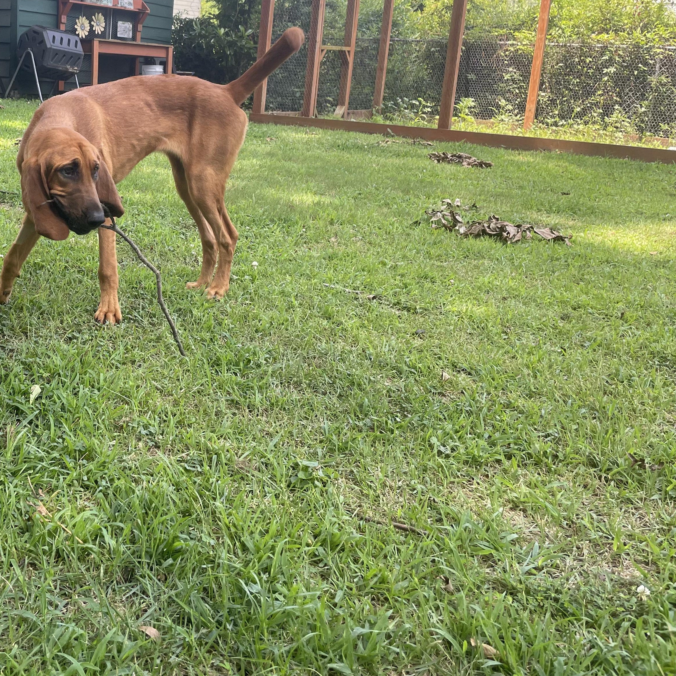 Luann, a ADOPTABLE Bloodhound in Blairstown, NJ image 3/5