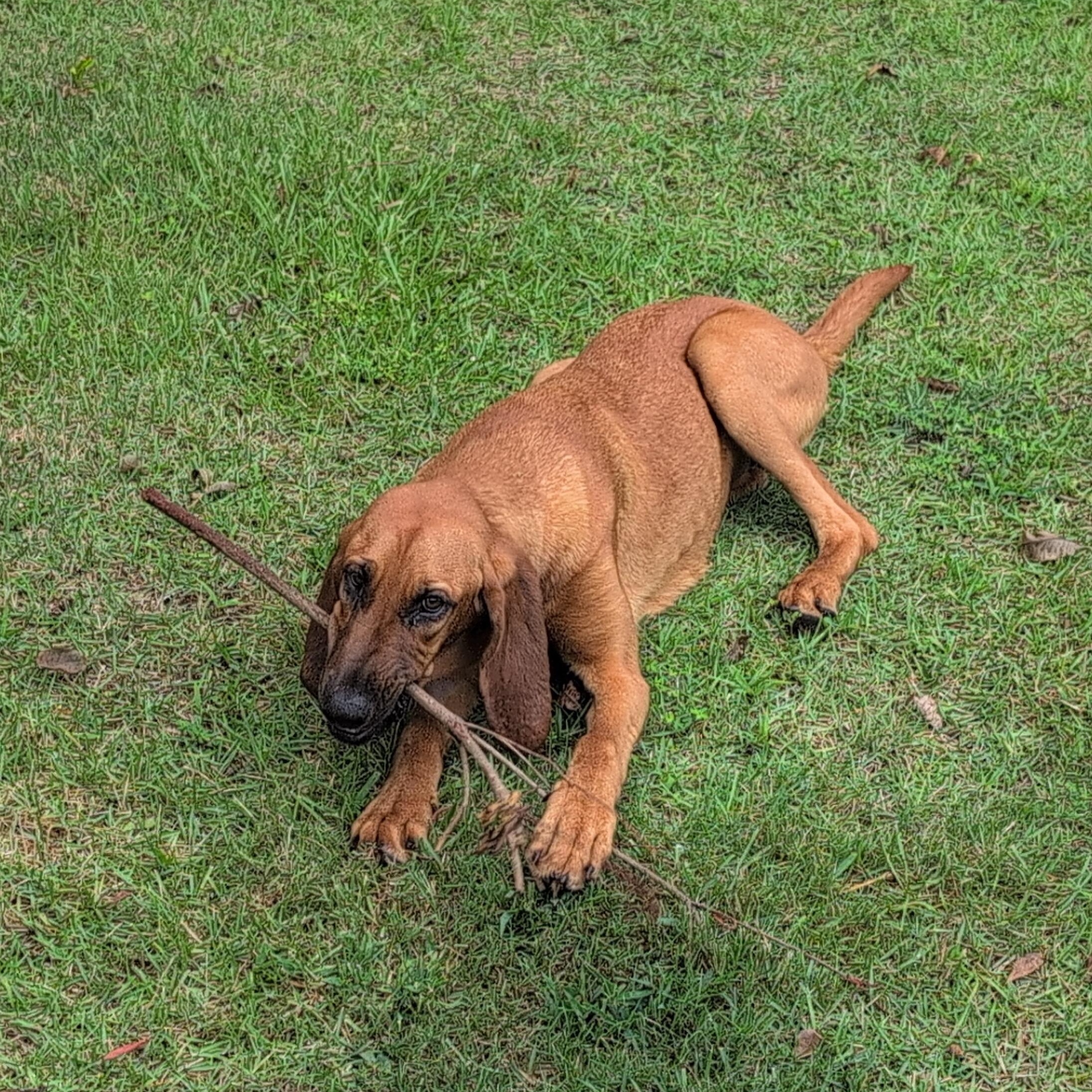 Luann, ADOPTABLE, Puppy Female Bloodhound.