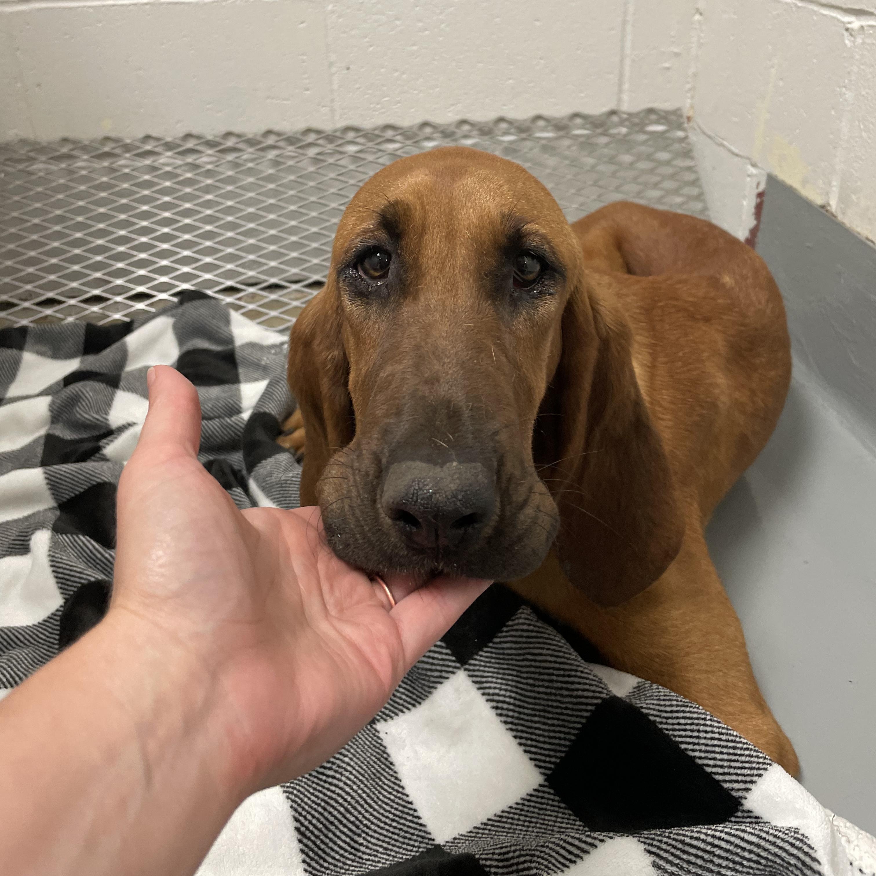 Luann, a ADOPTABLE Bloodhound in Blairstown, NJ image 4/5