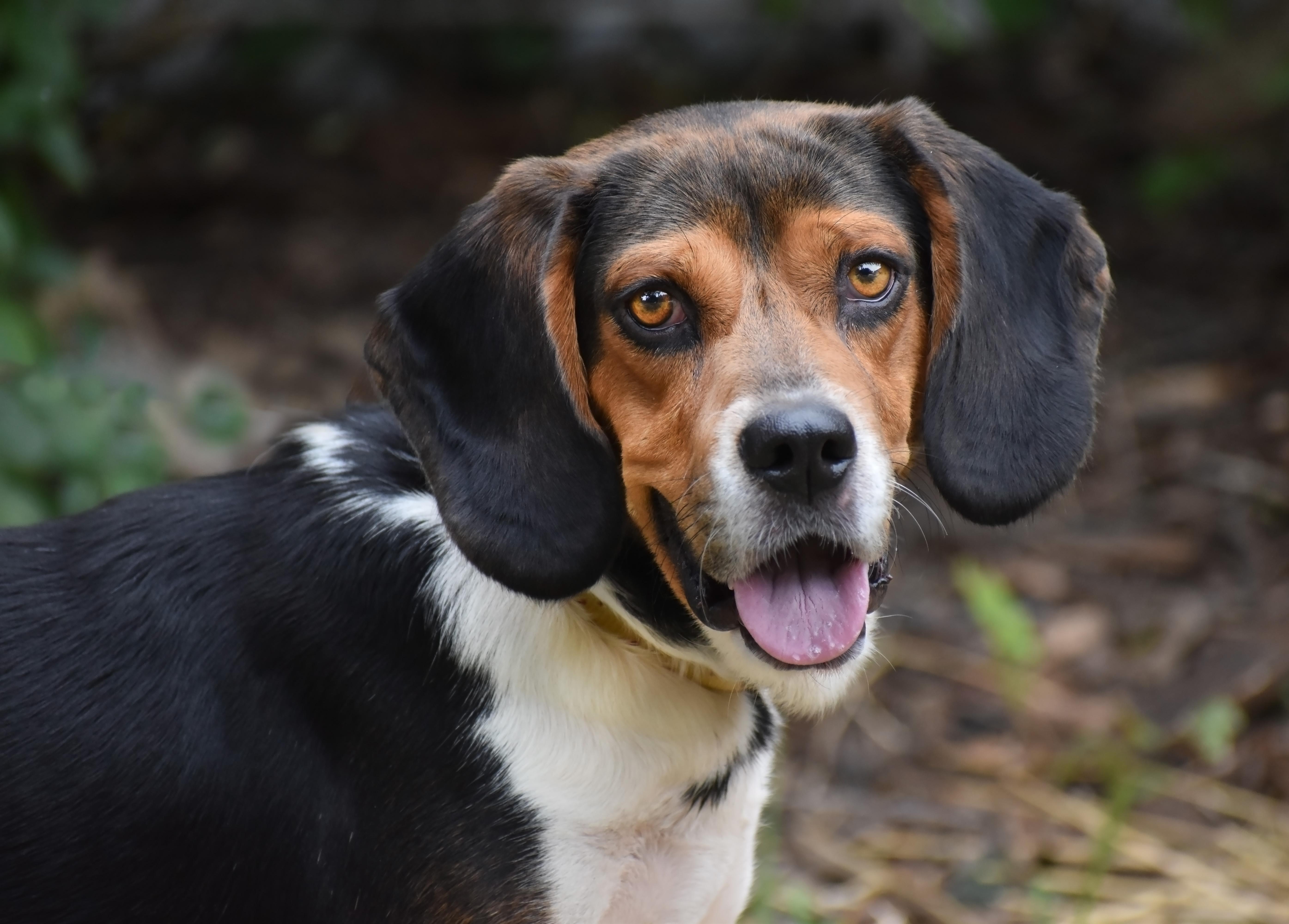 Arnold- URGENT FOSTER NEEDED!!, a Adoptable mixed breed in Wood Dale, IL image 1/6