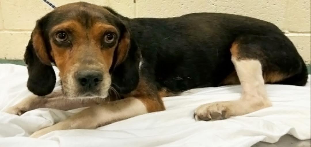 Arnold- URGENT FOSTER NEEDED!!