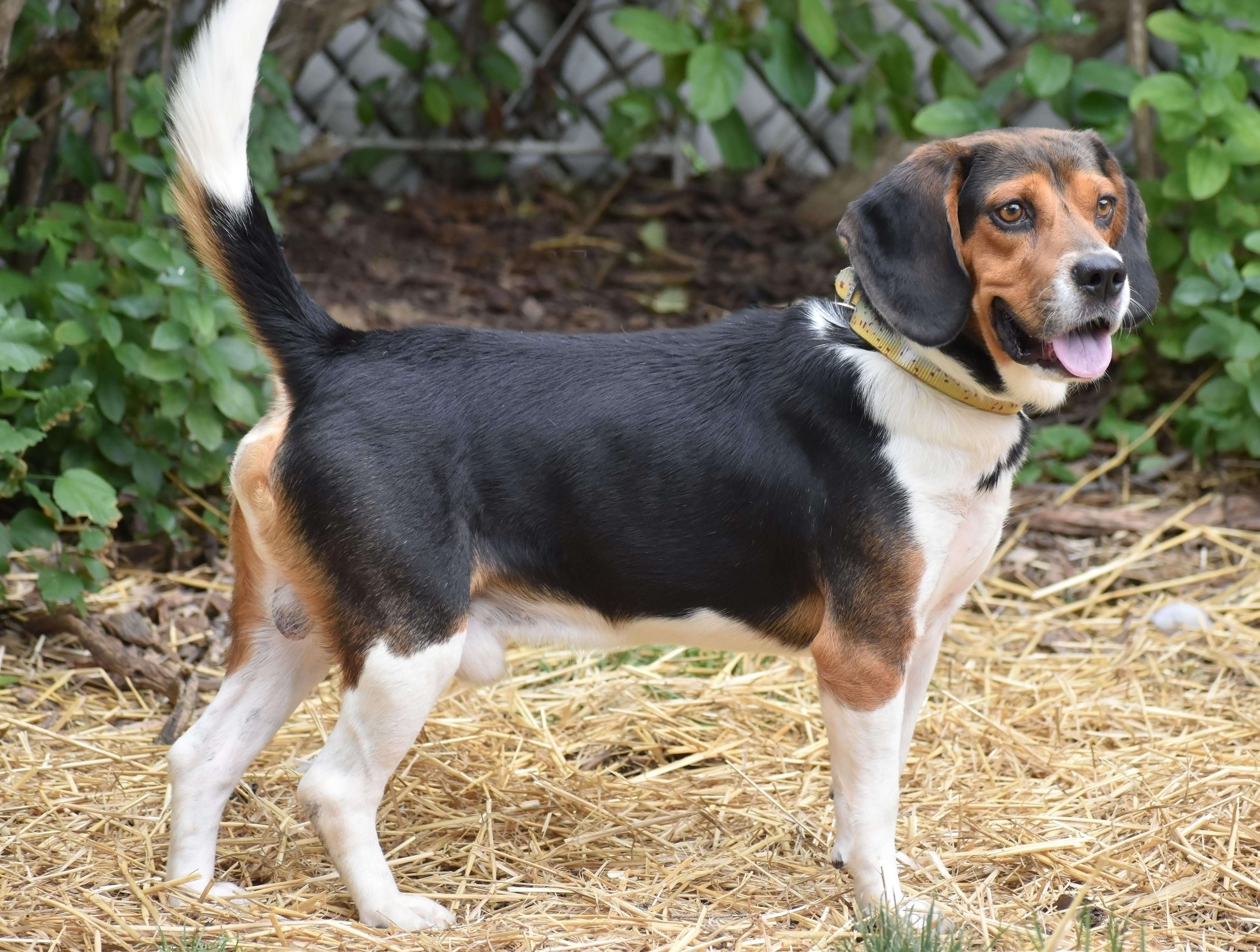 Arnold- URGENT FOSTER NEEDED!!