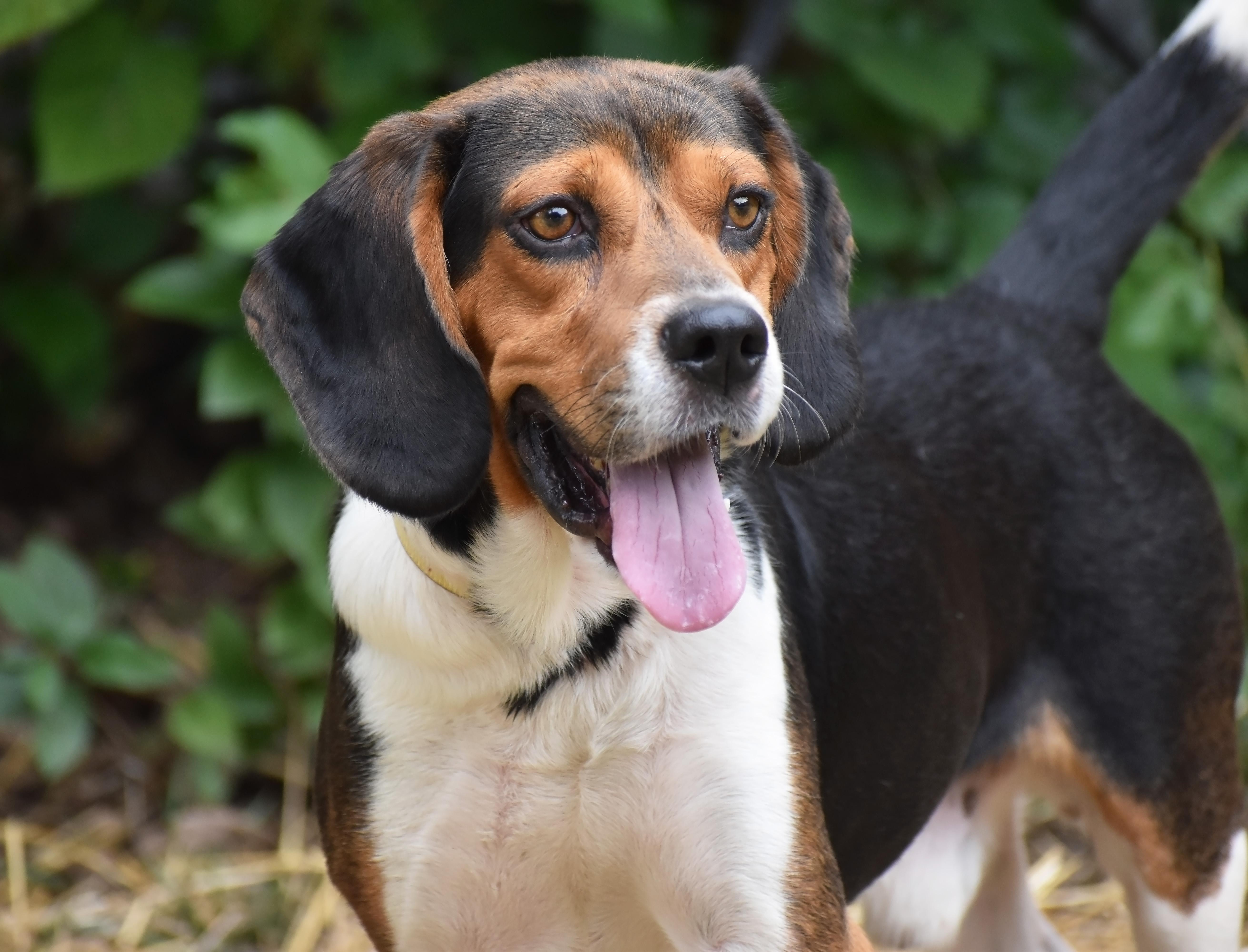 Arnold- URGENT FOSTER NEEDED!!